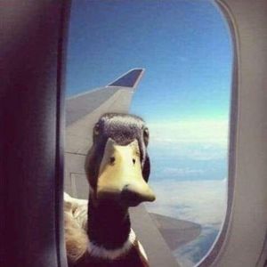 Meet your Posher, Benjamin